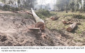 পাঁচবিবিতে সরকারী রাস্তার গাছ কেটে  বিক্রি করলেন এনামুল হক